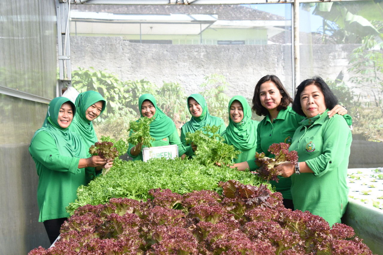 Persit Kartika Chandra Kirana Koorcab Rem  073 PD IV/Diponegoro Laksanakan Panen Sayur  